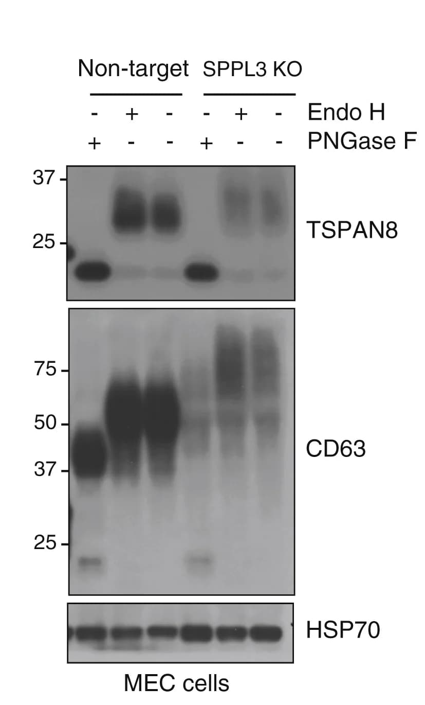 Open access visualization of Gel, N-glycosylation, TSPAN8, CD63, SPPL3 KO