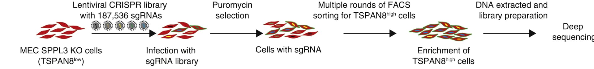 Open access visualization of Workflow, Flowchart, Illustration, CRISPR-Cas9 Screening, Cell-surface TSPAN8