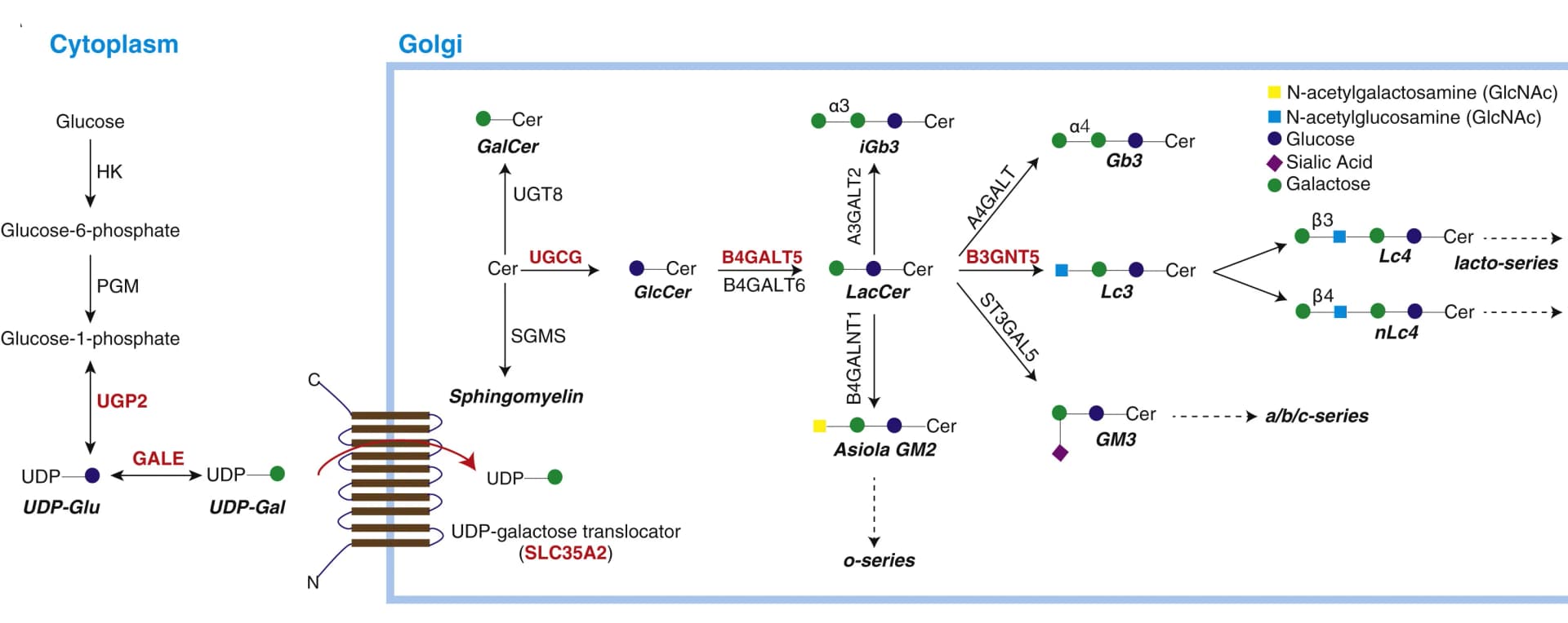 Open access visualization of Workflow, Illustration, GSL Biosynthesis, Enzymes, Golgi Apparatus
