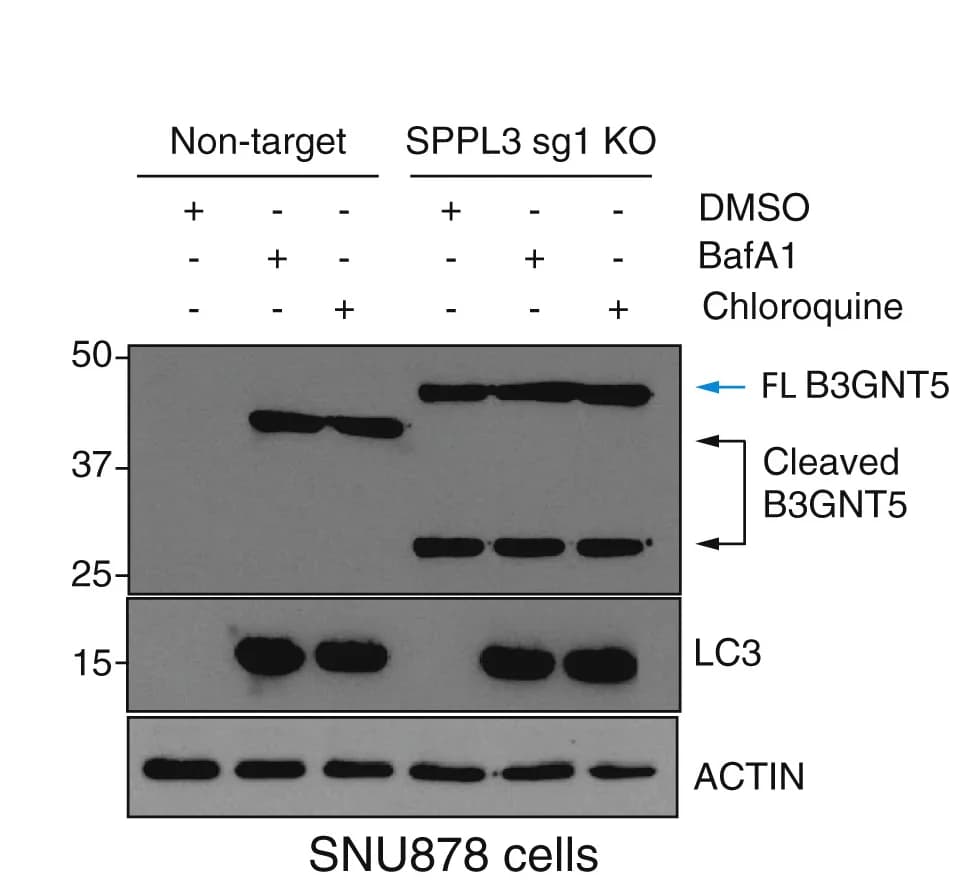 Open access visualization of Gel, Western Blot, SPPL3, B3GNT5, Lysosome