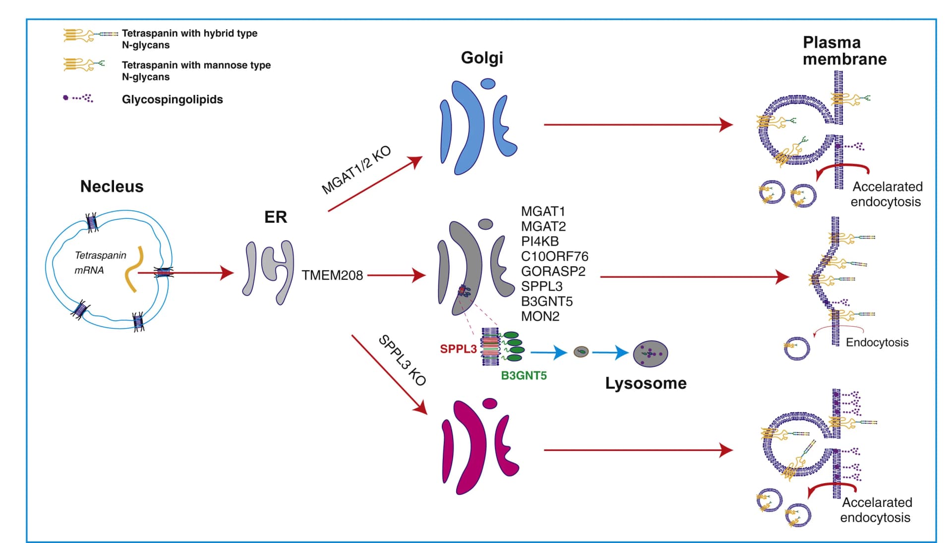 Open access visualization of Workflow, Illustration, Tetraspanins, Cell-Surface Expression, TMEM208