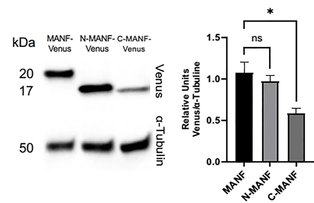 Open access visualization of Bar Plot, Error Bars, Gel, Venus Constructs, MANF
