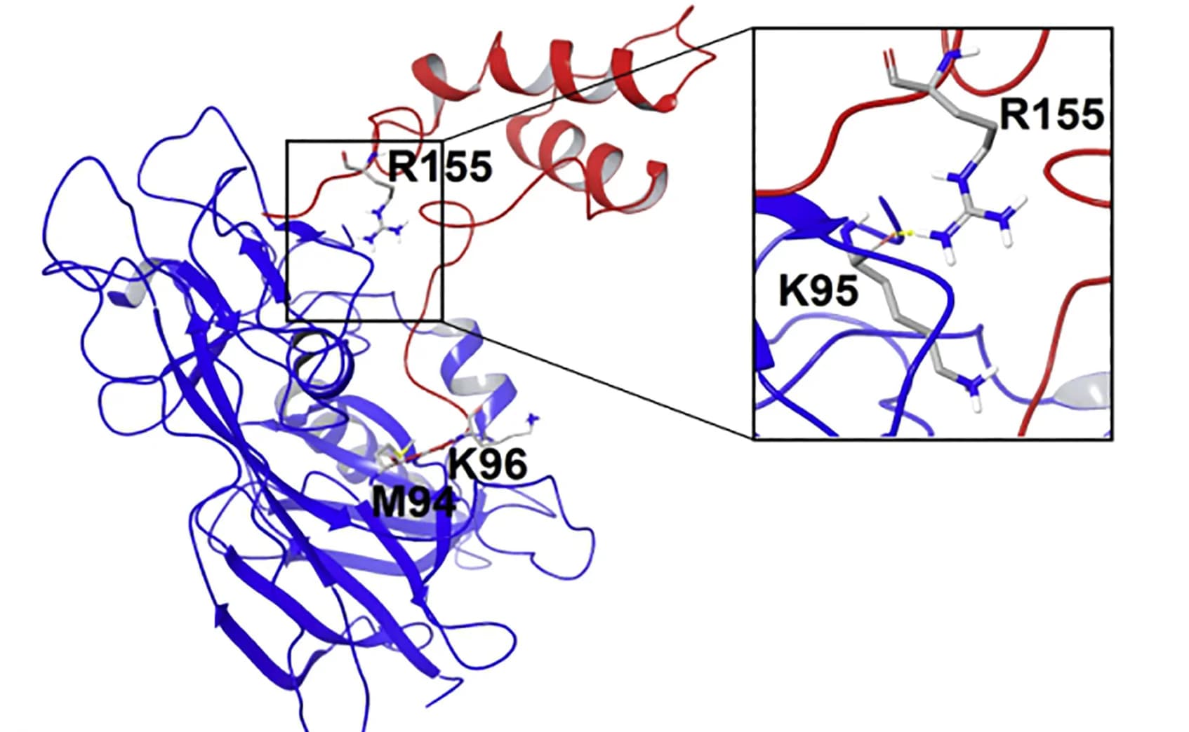 Open access visualization of Protein Structure, MANF, IRE1 LD, Hydrogen Bond