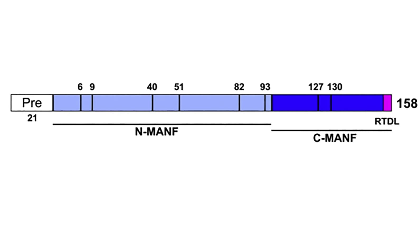 Open access visualization of Illustration, MANF, Protein Structure, Domain Structure