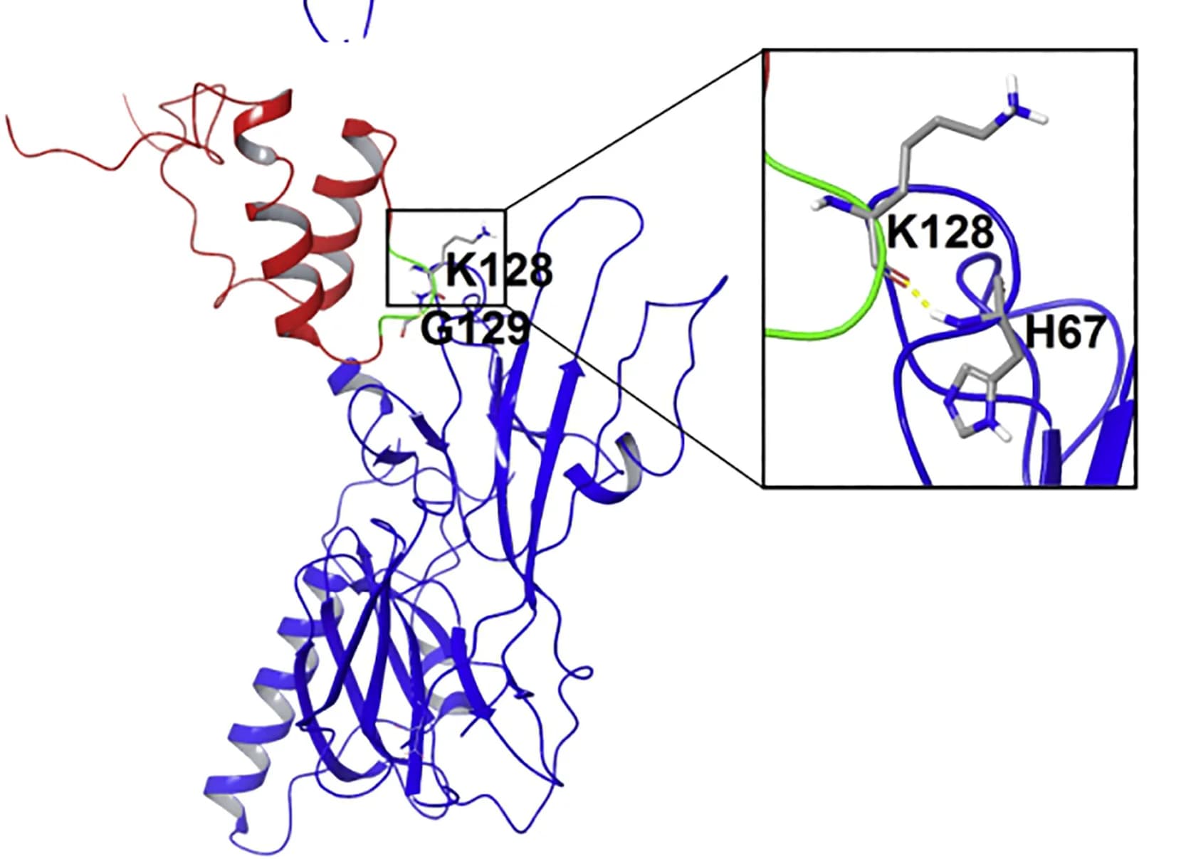 Open access visualization of Protein Structure, Chemical Structure, MANF, IRE1 LD, Cysteine Loop