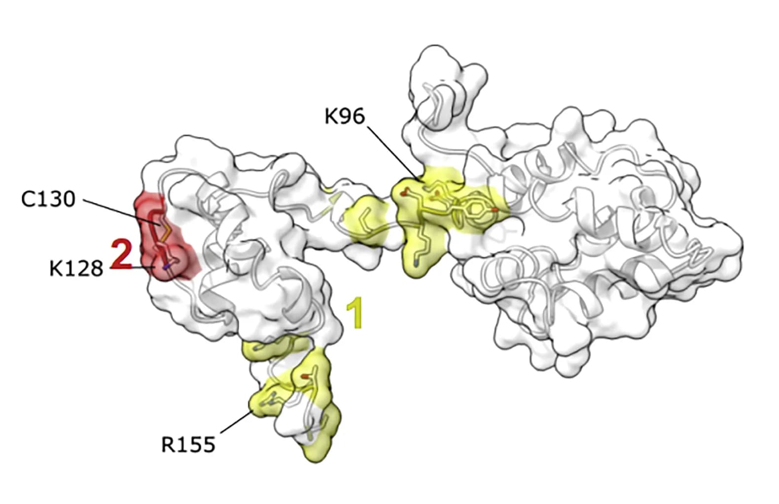 Open access visualization of Protein Structure, IRE1 LD, MANF, Binding Regions, Mutated Amino Acids