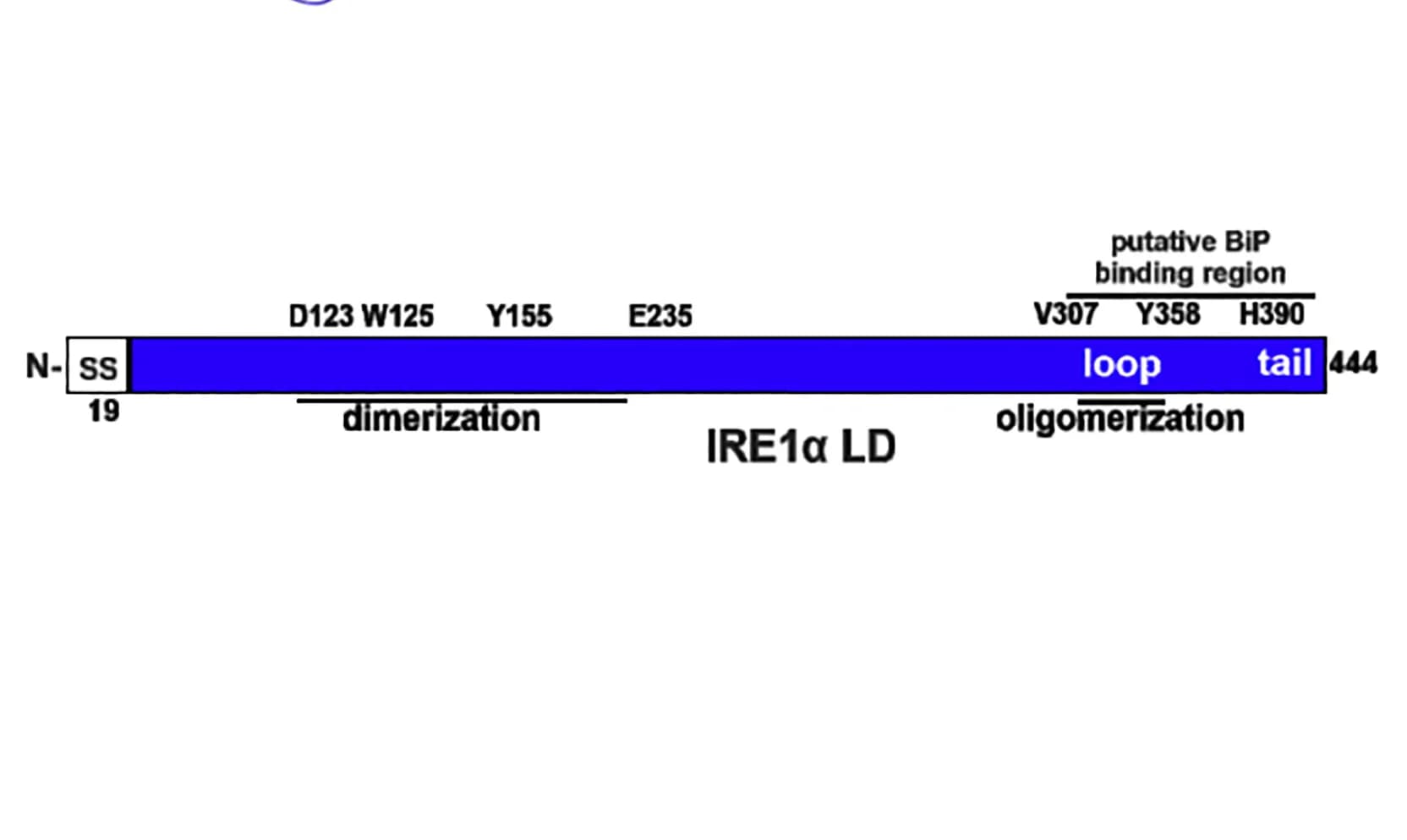 Open access visualization of Illustration, IRE1 LD, Protein Structure