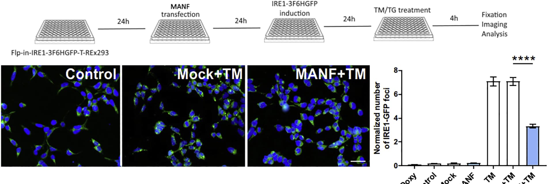 Open access visualization of Bar Plot, Error Bars, Microscopy, Workflow, MANF
