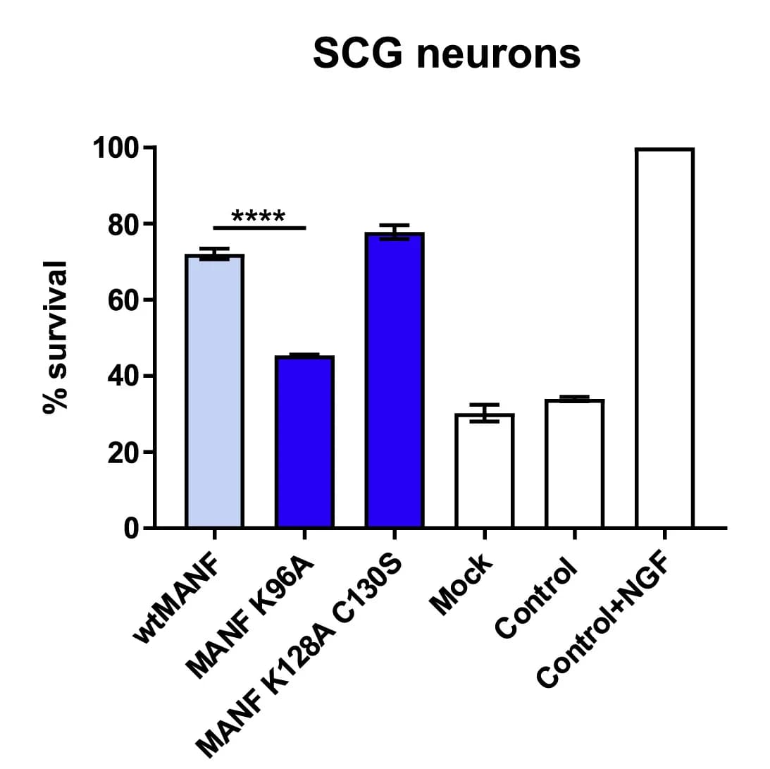 Open access visualization of Bar Plot, Error Bars, MANF K96A, SCG Neurons, Tunicamycin