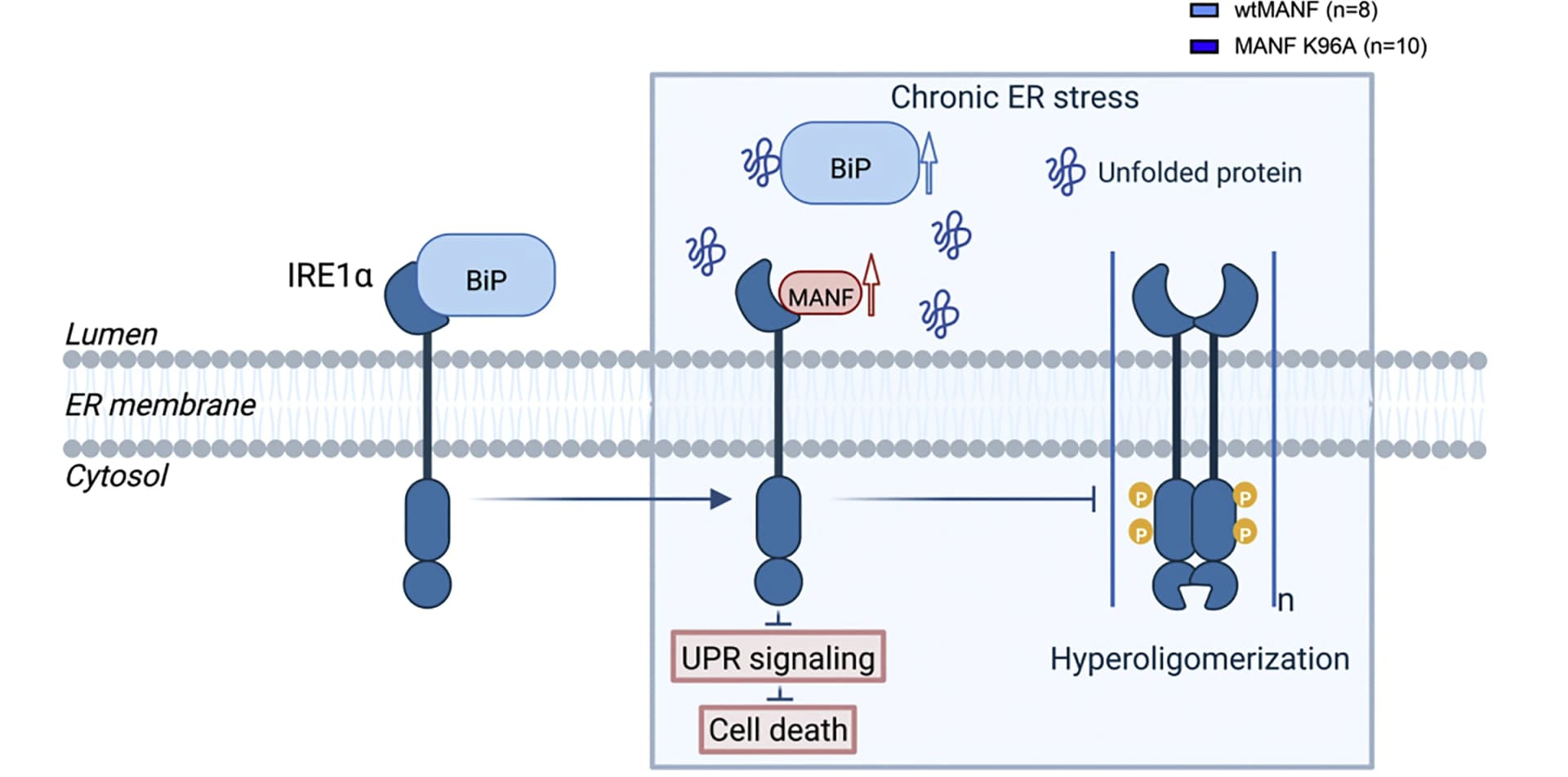 Open access visualization of Illustration, Workflow, MANF Signaling, IRE1, ER Stress
