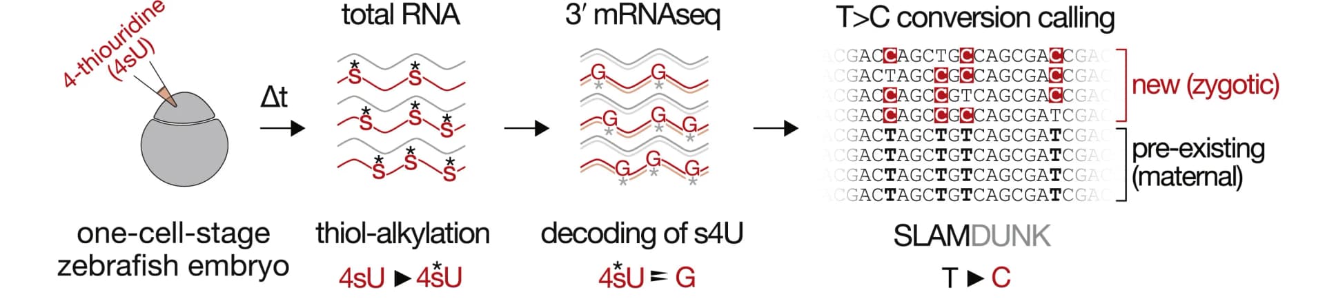 Open access visualization of Workflow, Illustration, Zebrafish Embryos, 4-thiouridine, SLAMseq