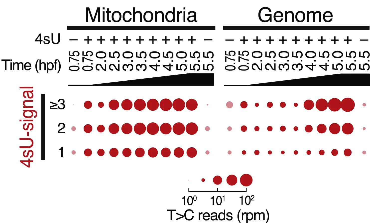 Open access visualization of Bubble Plot, Reads, T>C Conversions, Mitochondrial Genome, Nuclear Genome