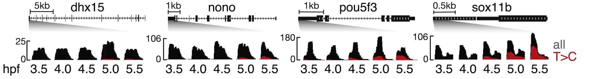 Open access visualization of Histogram, Genome Browser Screenshots, MZ Genes, Zygotic Replenishment, Gene Expression