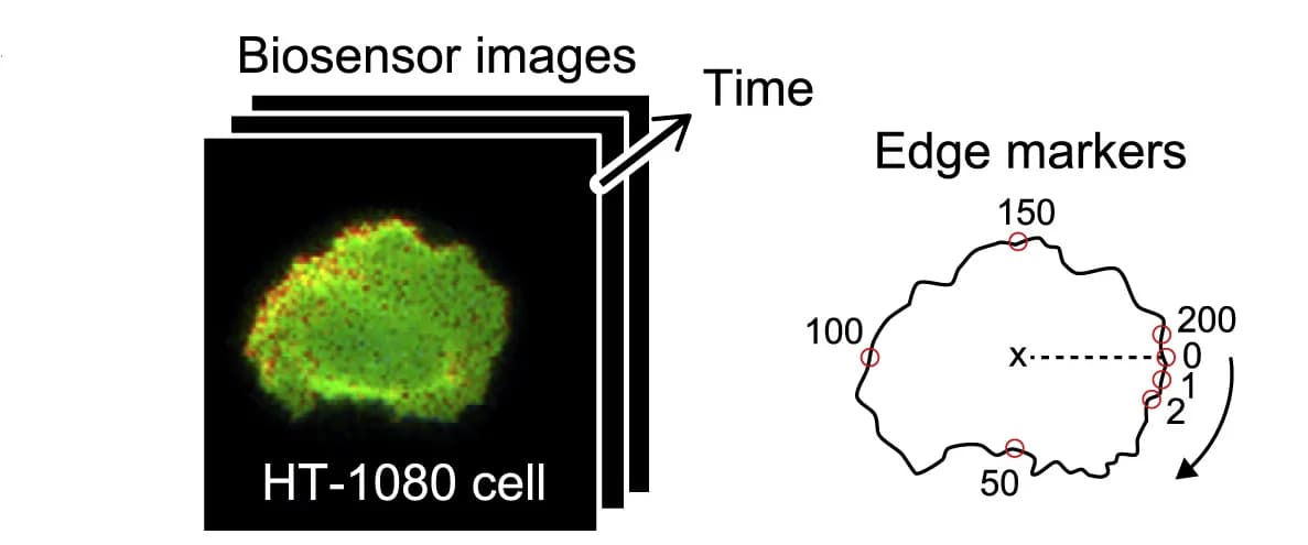 Open access visualization of Microscopy, Live-Cell Images, Edge Markers