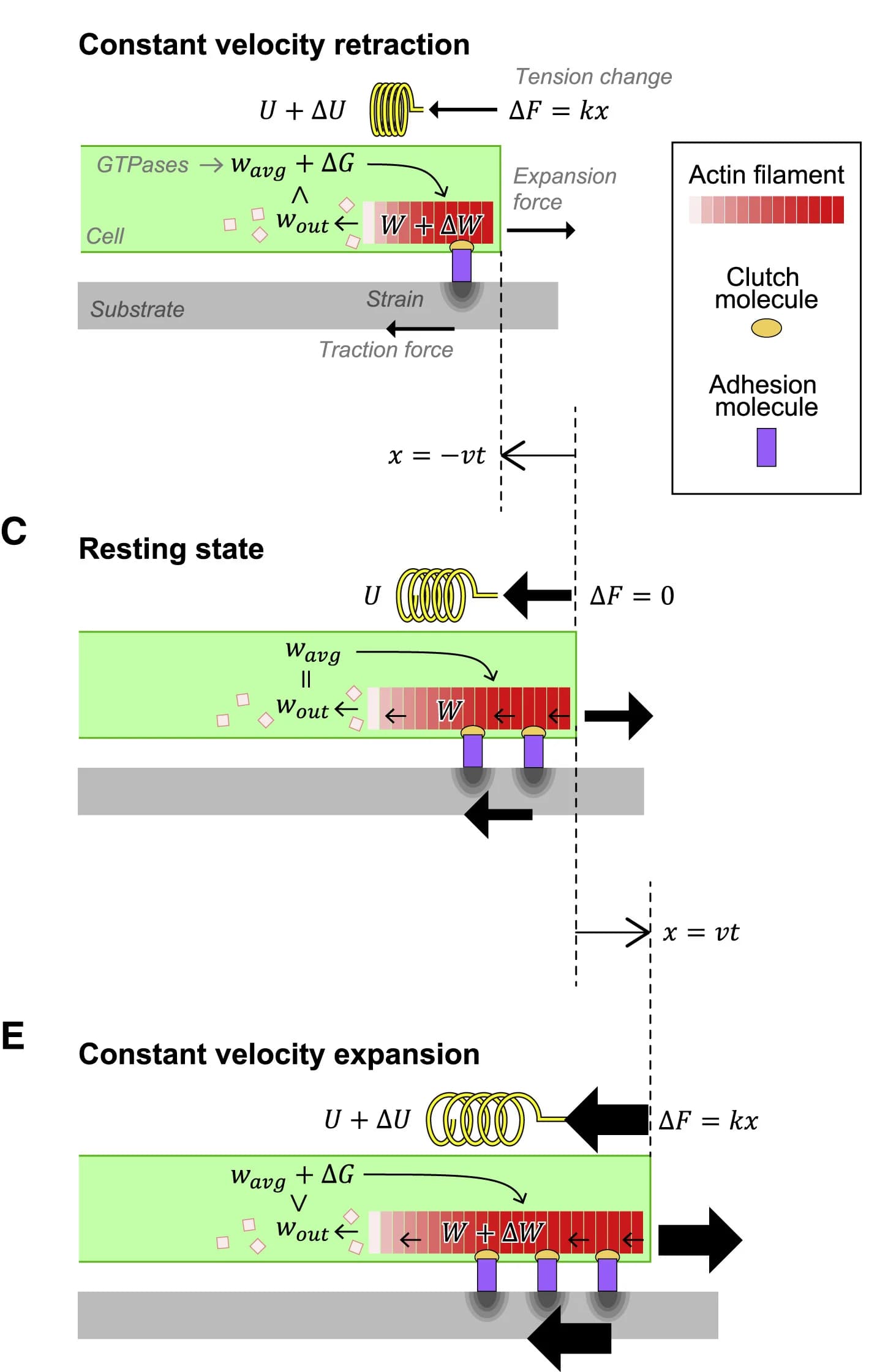 Open access visualization of Illustration, Workflow, Tension, Expansion Forces, Edge Retraction