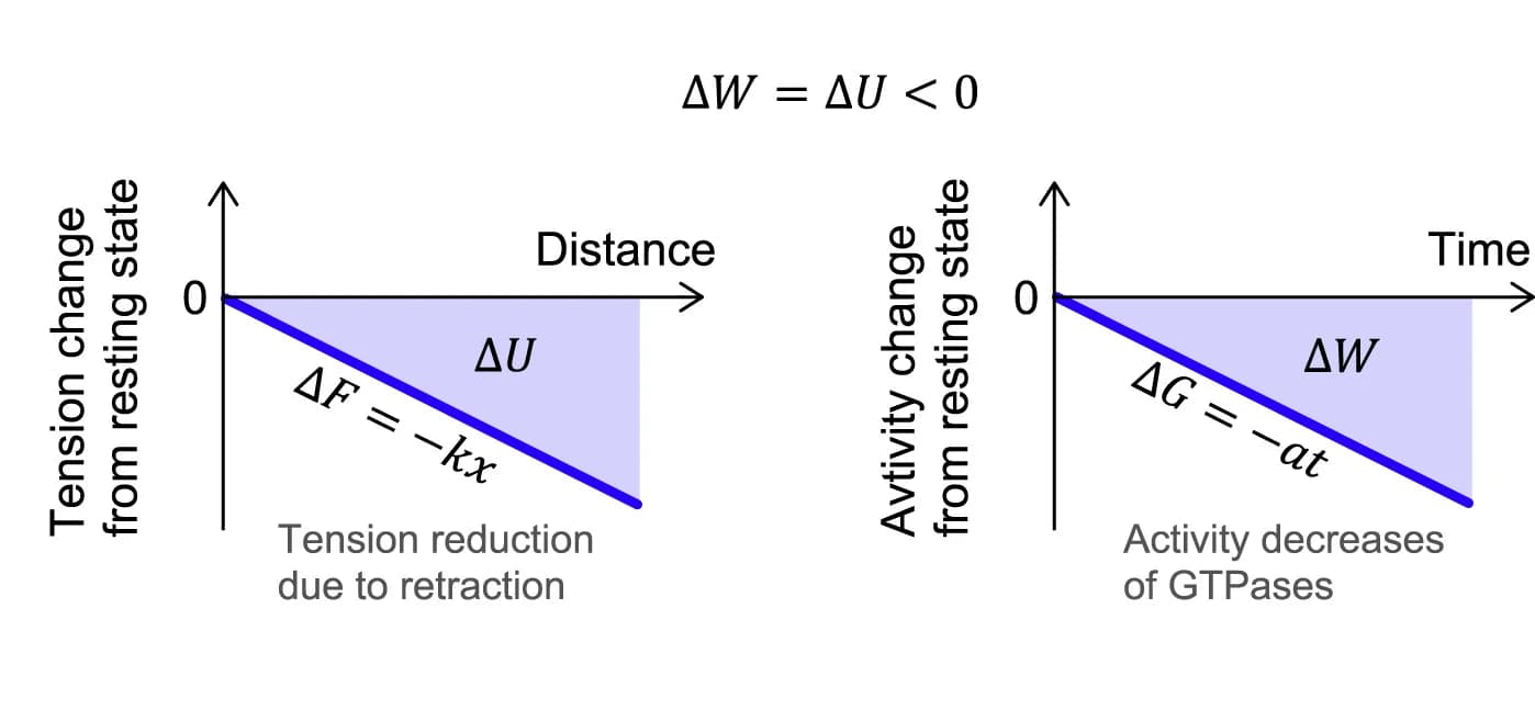 Open access visualization of Line Plot, Membrane Elastic Energy, Chemical Potential, Actin Filaments
