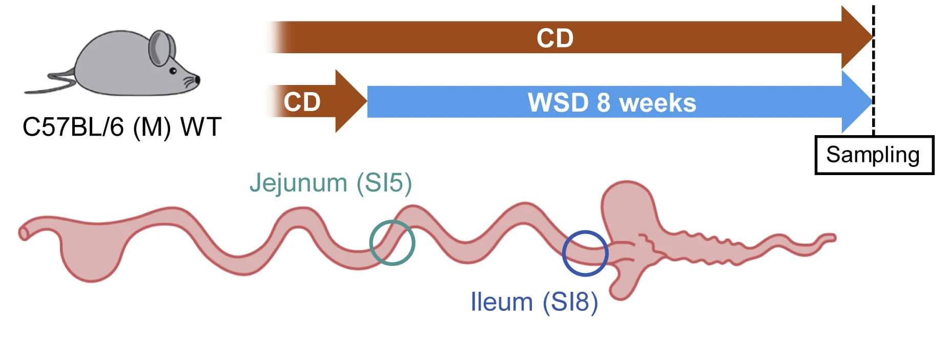 Open access visualization of Workflow, Illustration, CD, WSD, Experimental Groups