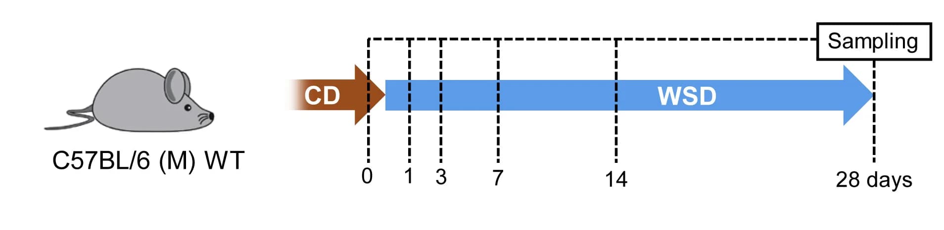 Open access visualization of Workflow, Sampling Points, WSD, Time Course