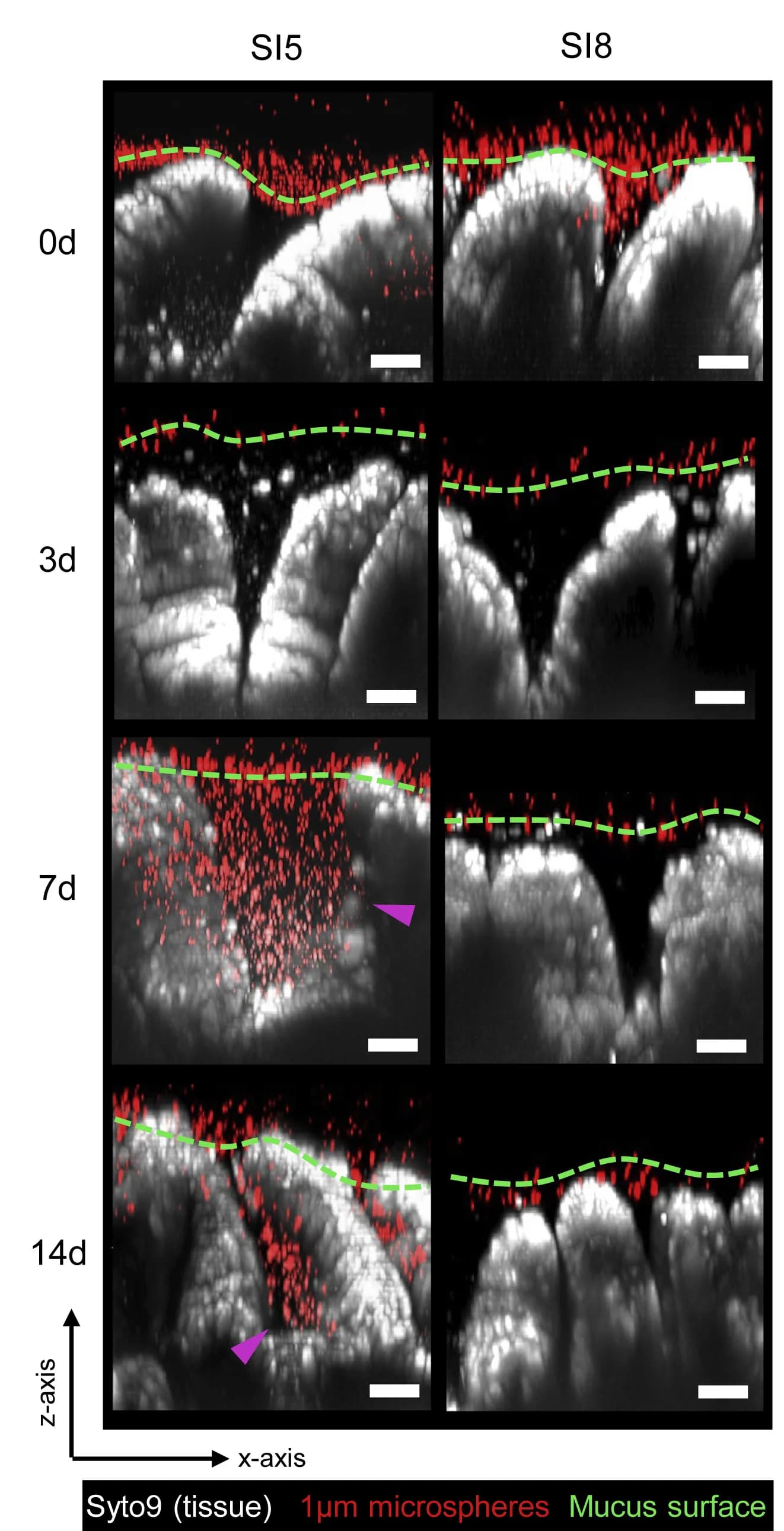 Open access visualization of Microscopy, Confocal Z Stacks, SI5 Tissue, SI8 Tissue, Microspheres