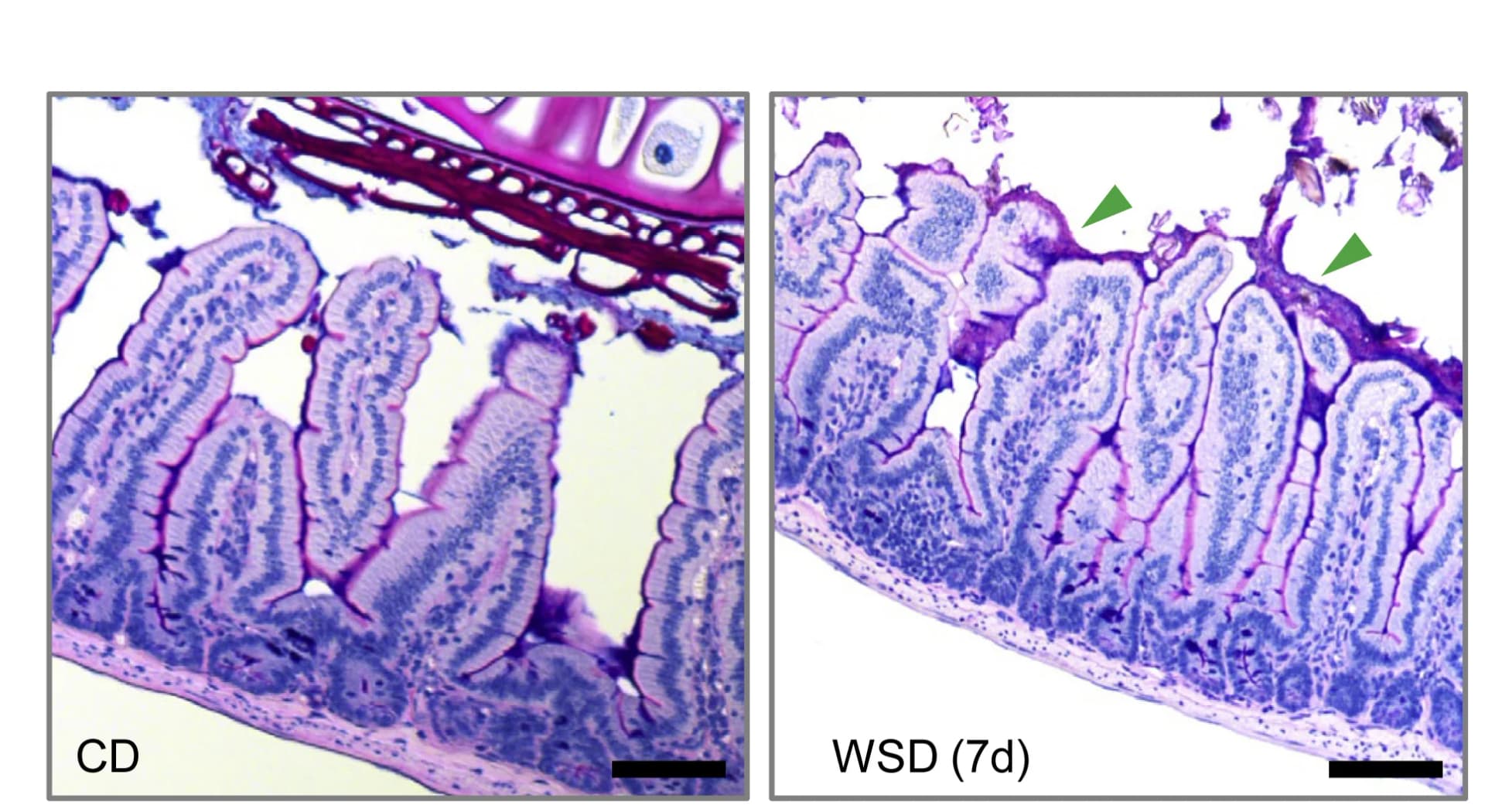 Open access visualization of Microscopy, Alcian Blue, Periodic Acid Schiff, Tissue Sections, CD