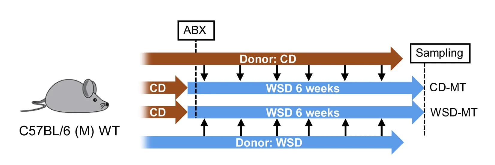 Open access visualization of Workflow, Flowchart, Illustration, CD, WSD