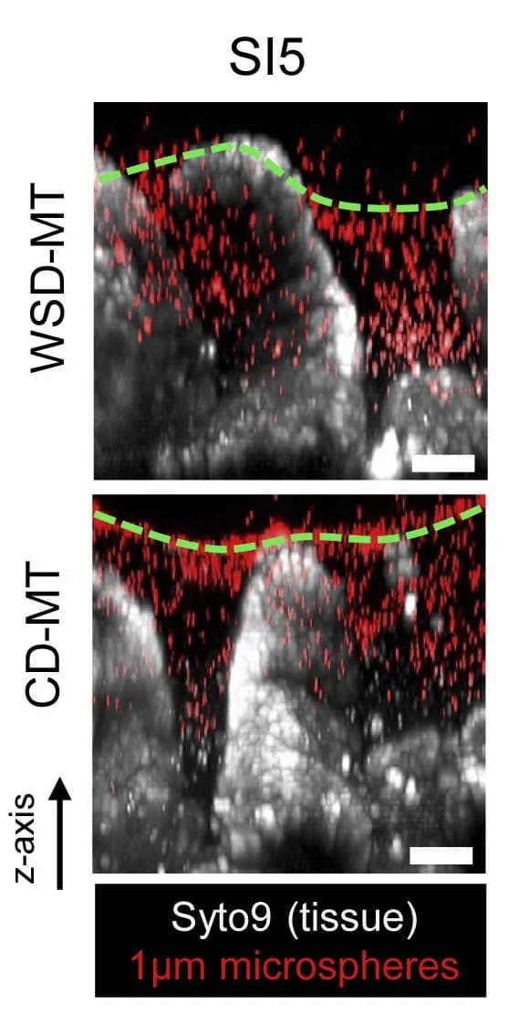 Open access visualization of Microscopy, Confocal Z Stacks, Cross Sections, SI5 Tissue, Microspheres