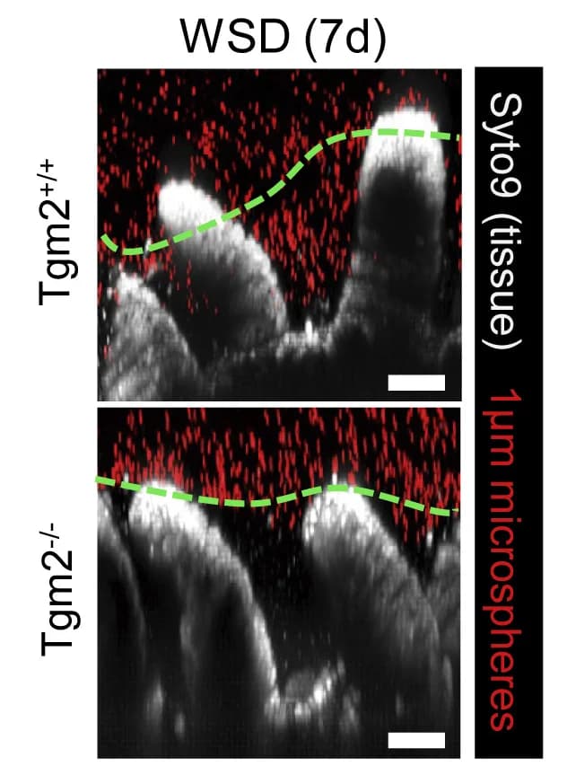 Open access visualization of Microscopy, Confocal microscopy, SI5 tissue, Microspheres, WSD-fed mice