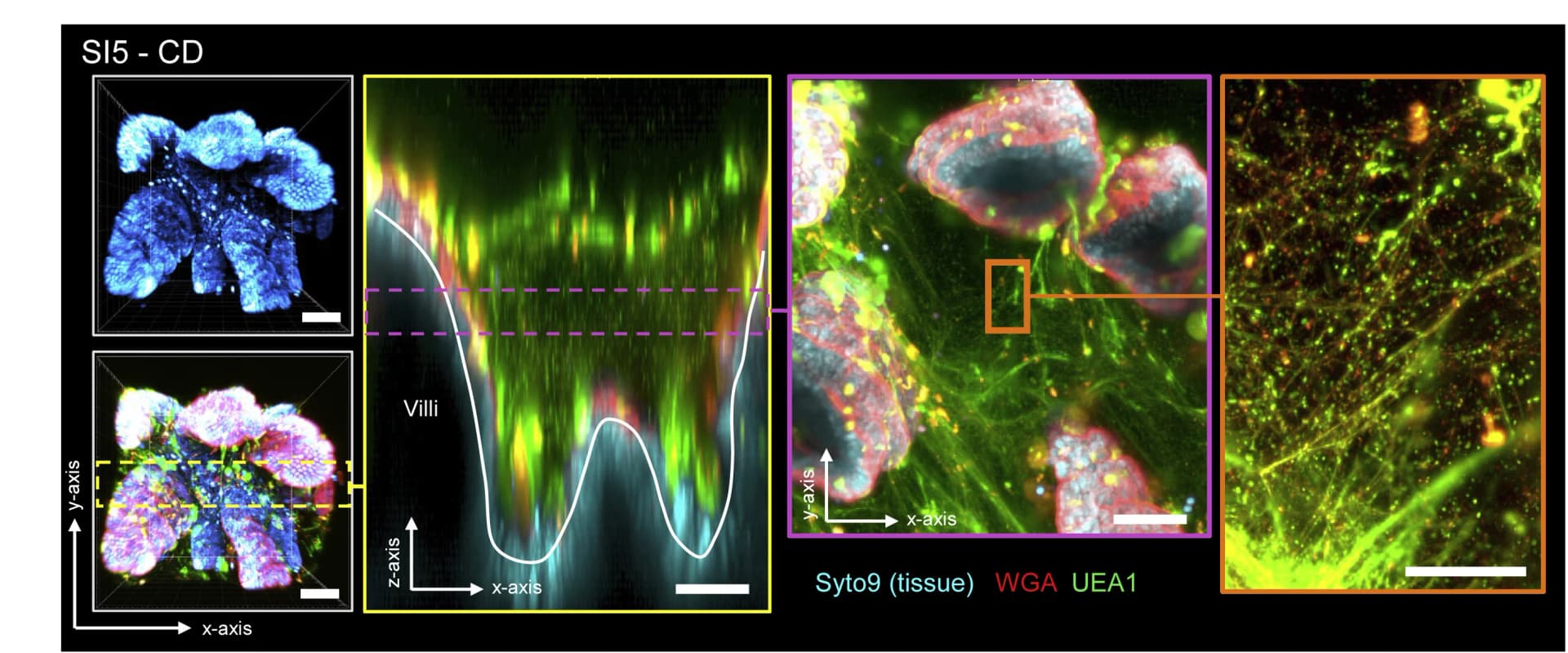 Open access visualization of Microscopy, Confocal microscopy, SI5 tissues, Mucus structure, UEA1 lectins