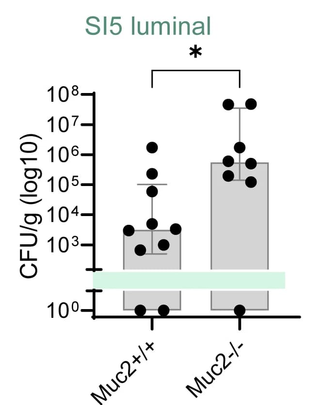 Open access visualization of Bar Plot, Error Bars, C. Rodentium, CFU, SI5 Contents