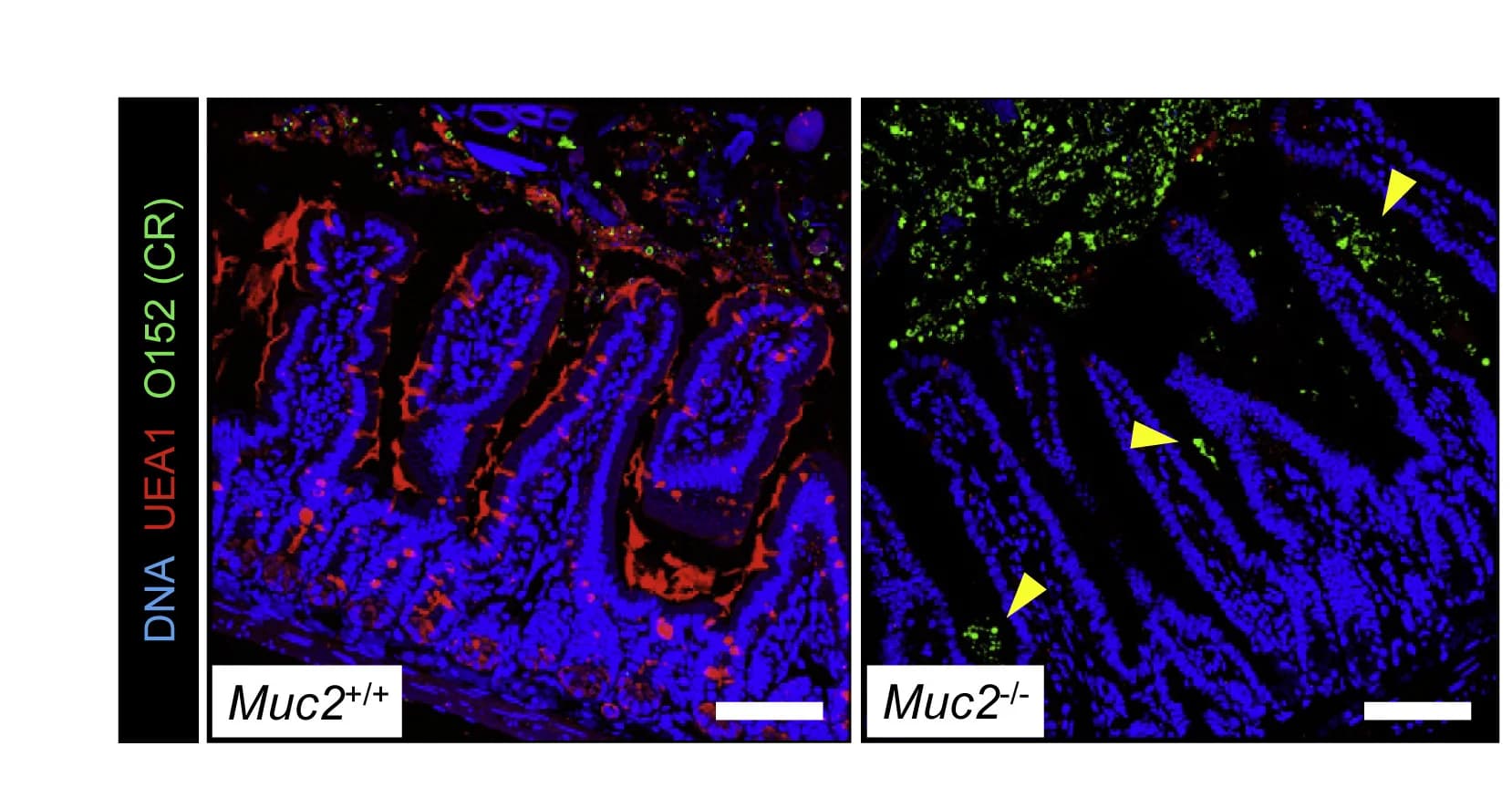 Open access visualization of Microscopy, Confocal Micrographs, SI5 Tissue, C. Rodentium, DNA