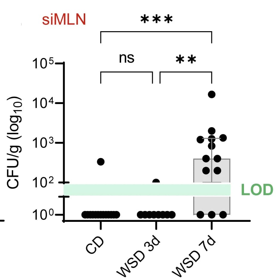 Open access visualization of Box Plot, Scatter Plot, C. Rodentium, CFU, siMLN