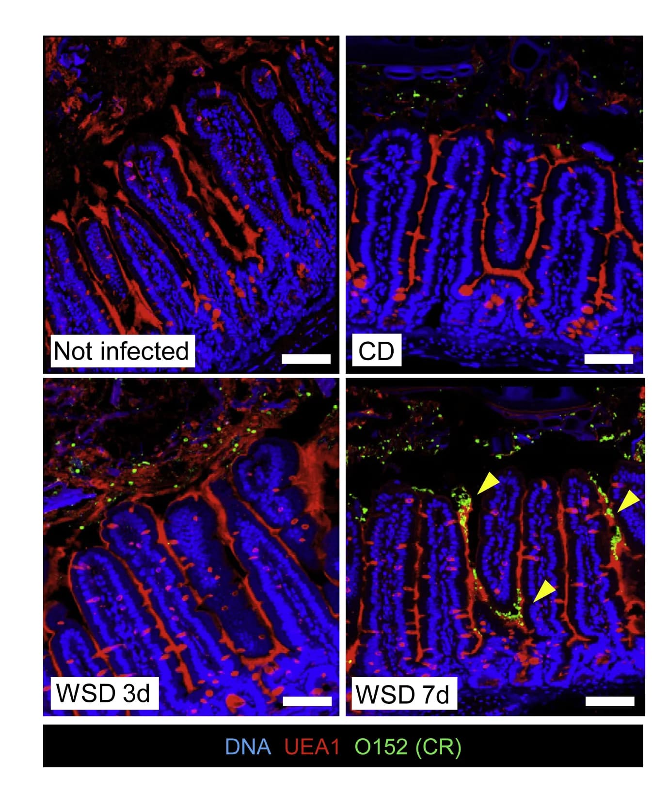 Open access visualization of Microscopy, Confocal Micrographs, SI5 Tissue Sections, Experimental Groups