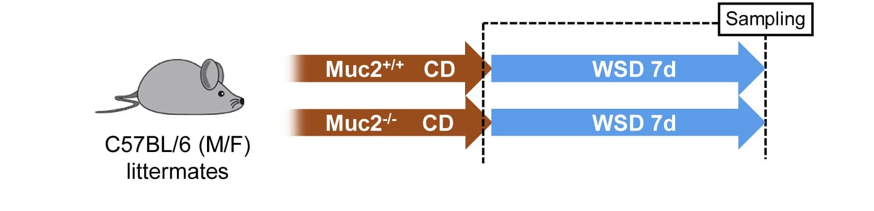 Open access visualization of Workflow, Illustration, SI5 Microbiota, SI8 Microbiota, CD