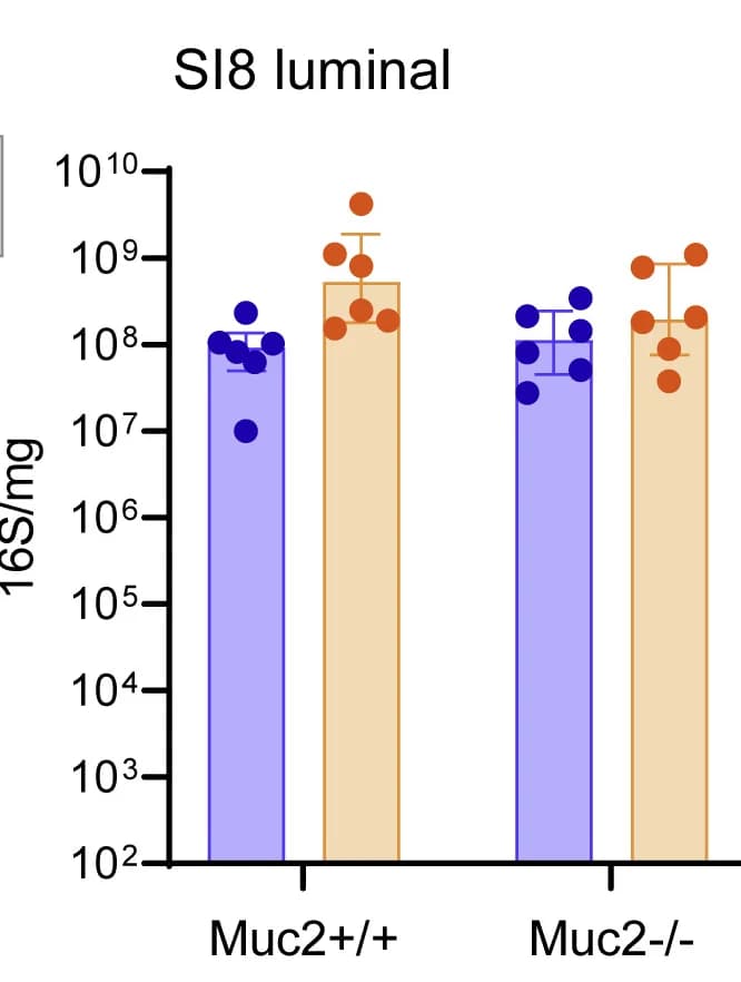 Open access visualization of Bar Plot, Error Bars, Total Bacterial Load, SI5 Mucosa, 16S rRNA Gene qPCR