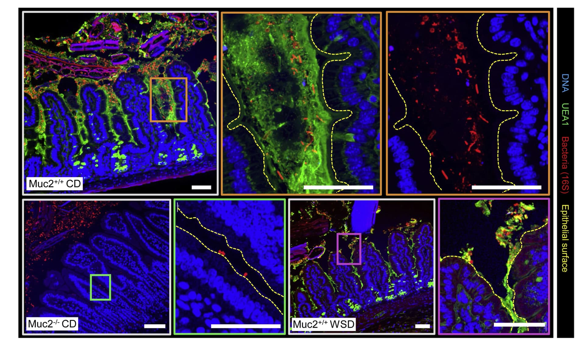 Open access visualization of Microscopy, Total Bacterial Load, SI8 Mucosa, 16S rRNA Gene qPCR