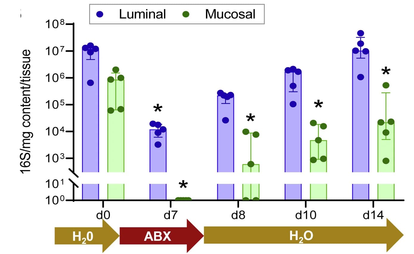 Open access visualization of Bar Plot, Error Bars, Scatter Plot, SI5, Luminal Bacteria