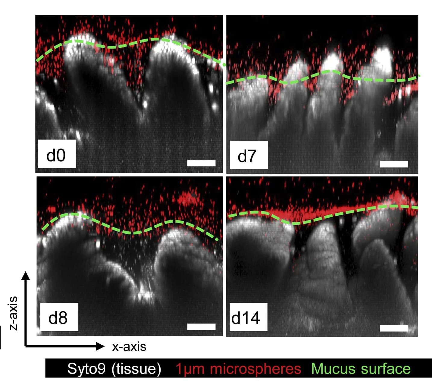 Open access visualization of Microscopy, Confocal Microscopy, SI5 Tissue, Microspheres, ABX Treatment