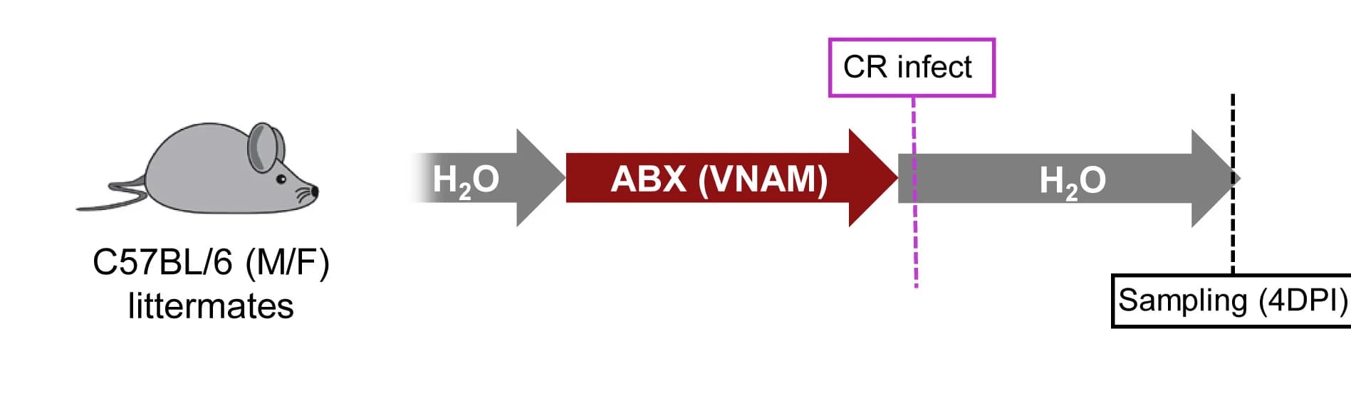 Open access visualization of Workflow, Illustration, ABX Treatment, Infection, Sampling Schedule
