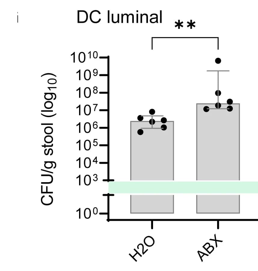 Open access visualization of Bar Plot, Error Bars, Scatter Plot, C.rodentium, CFU