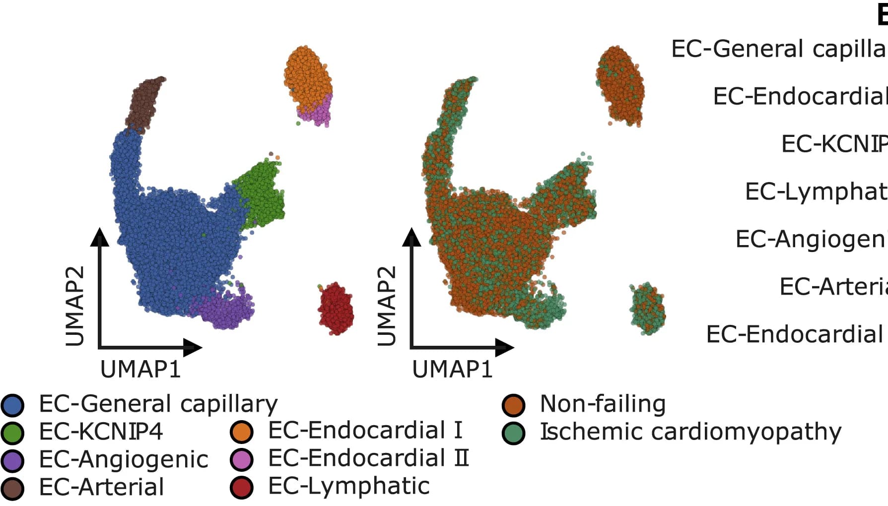 Open access visualization of UMAP, Endothelial Cell, Disease States, Subclusters