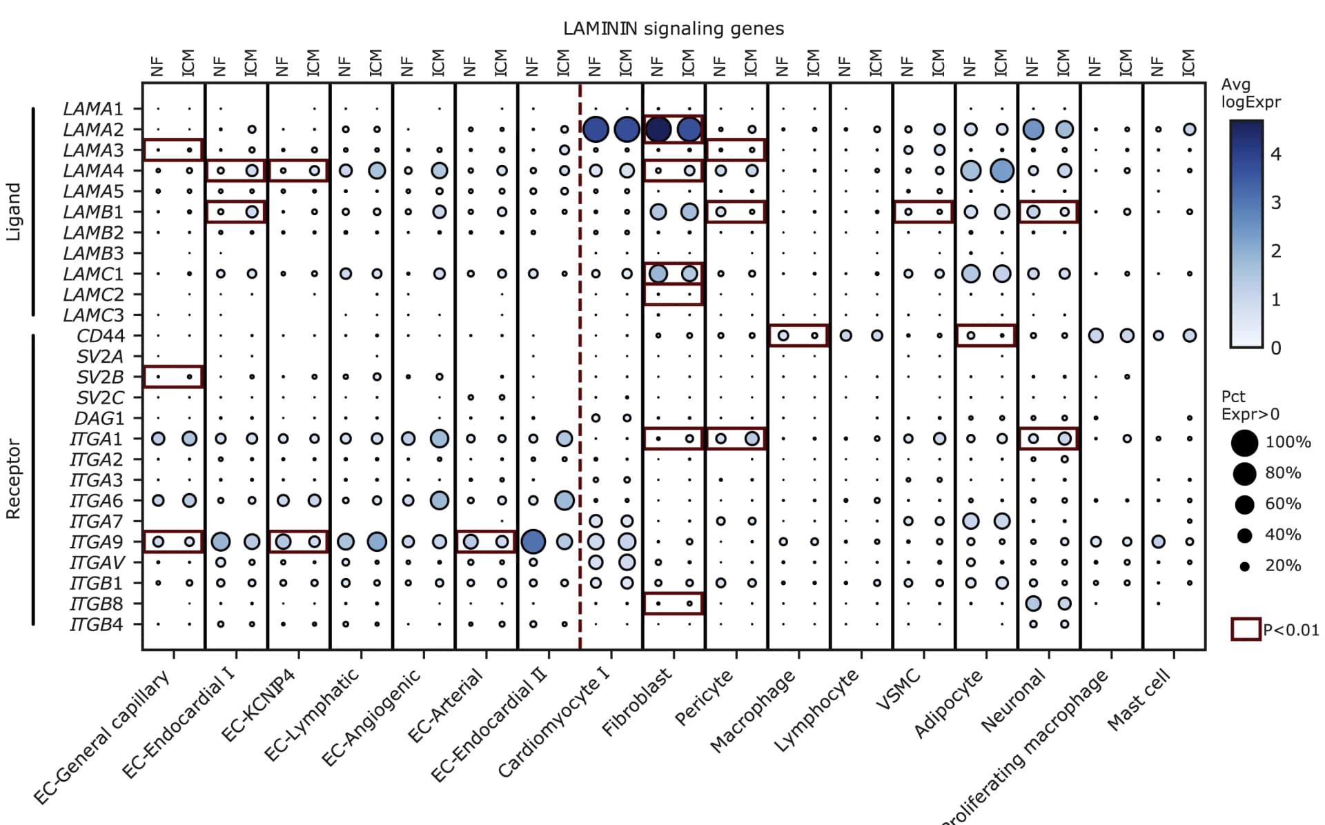 Open access visualization of Bubble Plot, Ligand Expression, Receptor Expression, LAMININ Signaling, Endothelial Cells