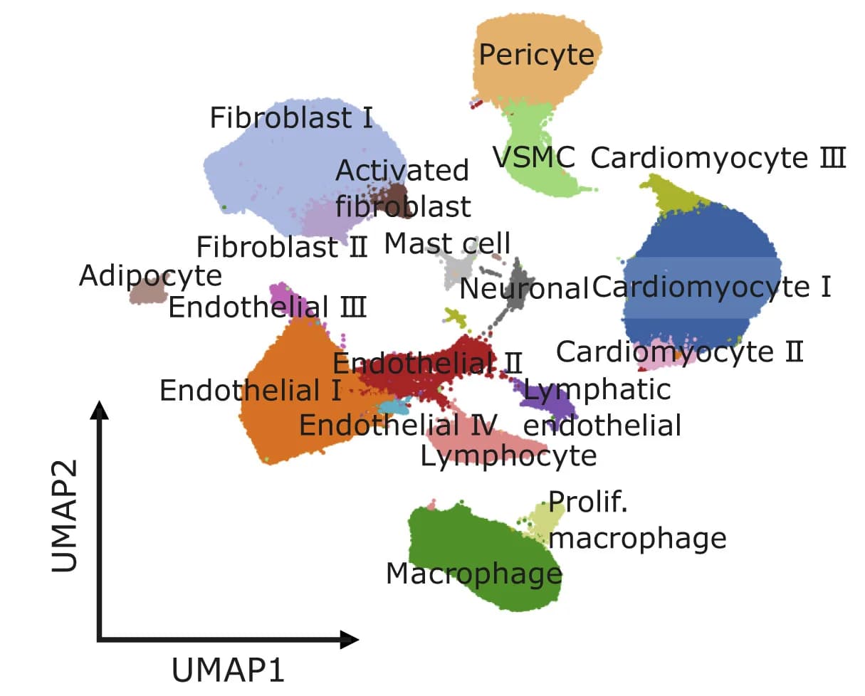 Open access visualization of UMAP, Nuclei, Hypertrophic Cardiomyopathy, Dilated Cardiomyopathy, Ischemic Cardiomyopathy