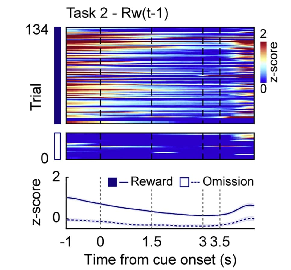 Open access visualization of Heatmap, Line Plot, dCA1 Neurons, Stimulus Value, Reward
