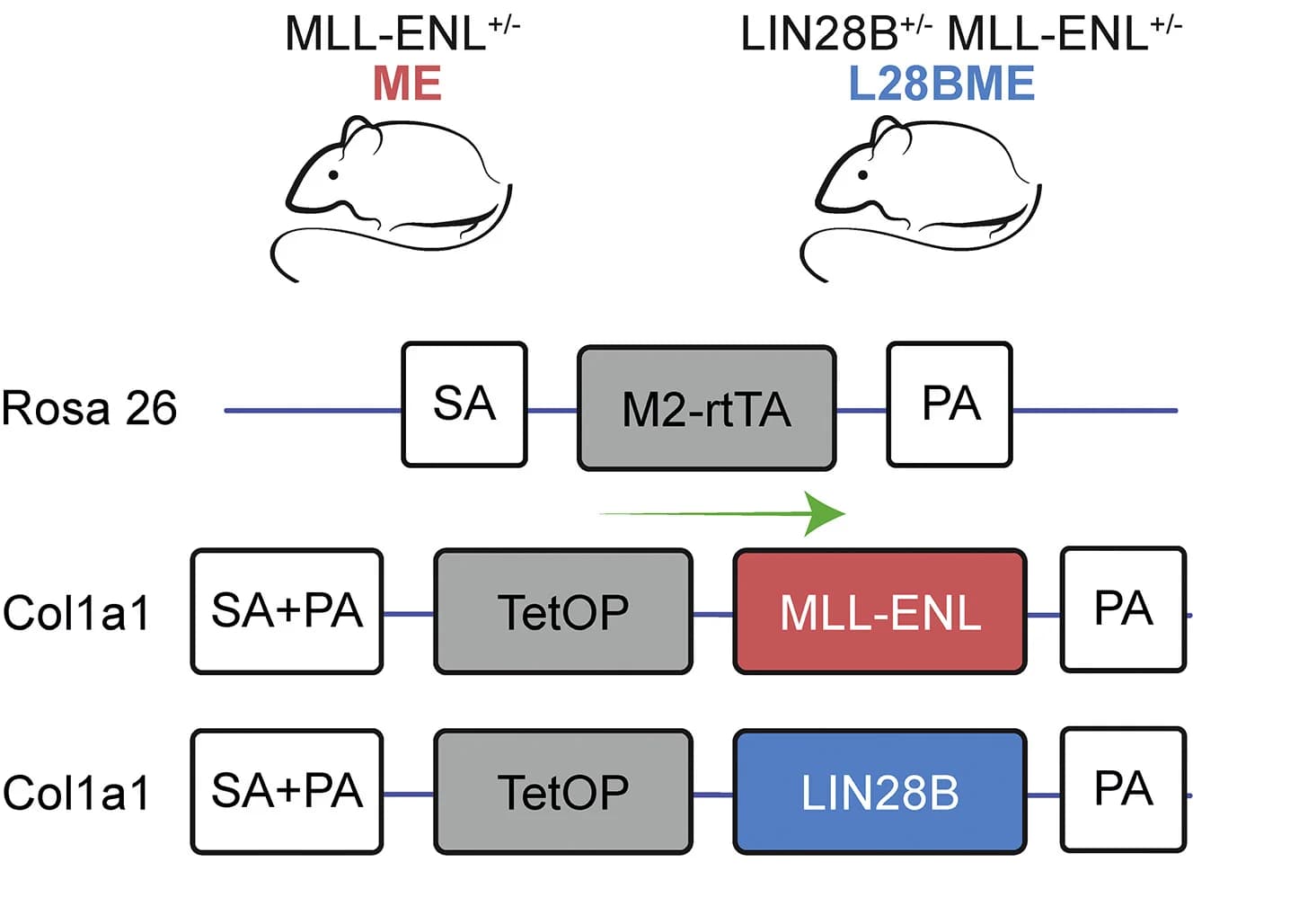 Open access visualization of Workflow, Illustration, Mouse Models