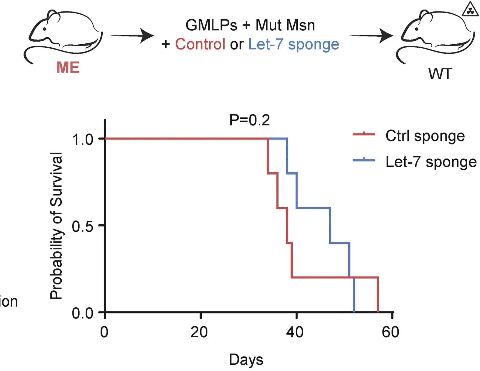 Open access visualization of Survival Curve, Line Step, Illustration, let-7 miRNAs, Leukemia development