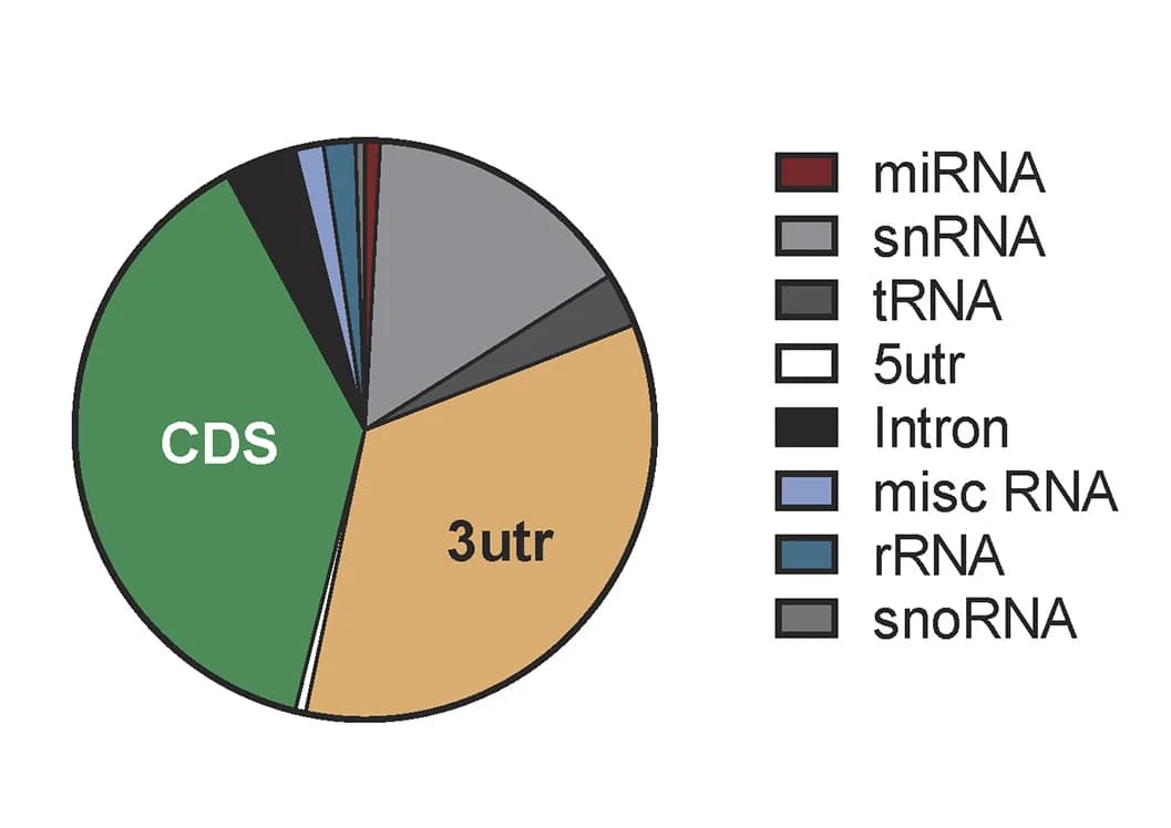 Open access visualization of Pie Chart, LIN28B, Binding motif sequence, iCLIP
