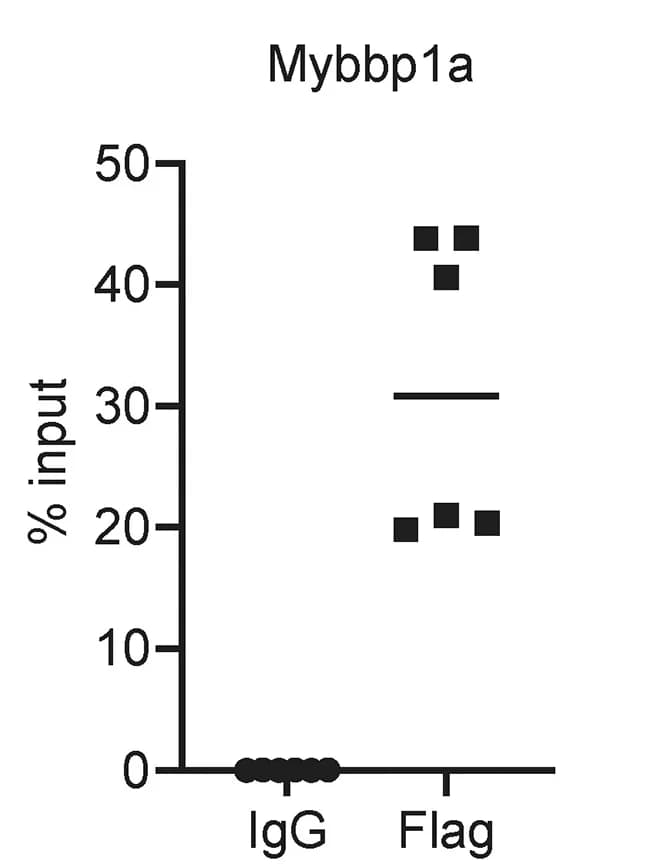 Open access visualization of Scatter Plot, RIP qPCR, LIN28B, Mybbp1a mRNA
