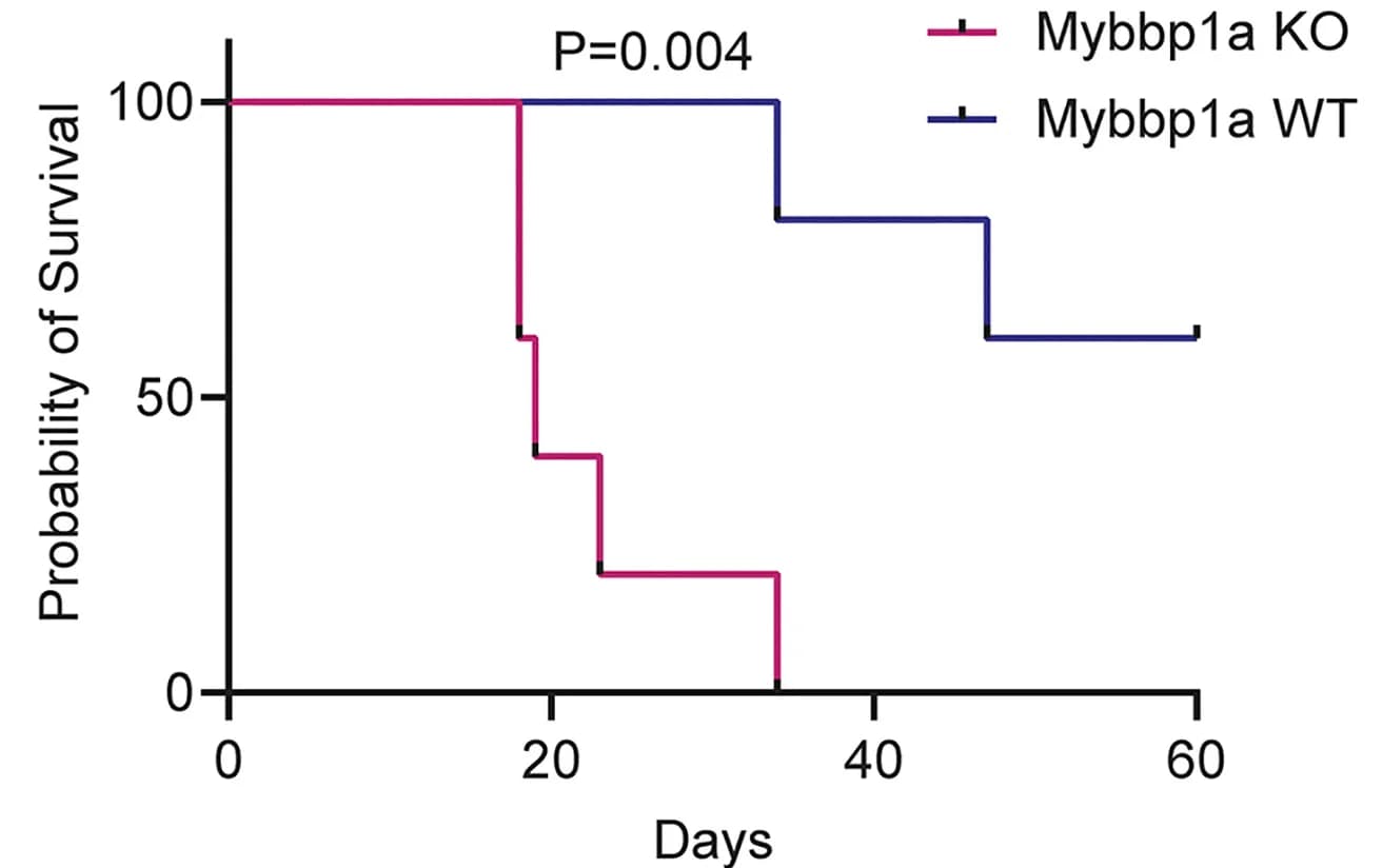 Open access visualization of Survival Curve, Line Step, Kaplan-Meier survival curves, L28BME LICs, HRAS Q61L