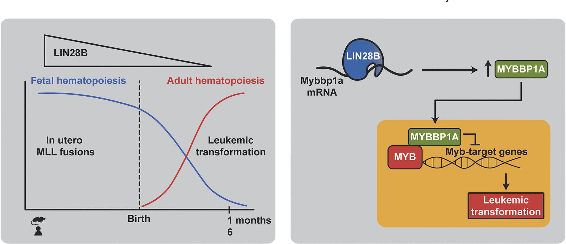 Open access visualization of Line Plot, Workflow, Flowchart, Illustration, Tumor Suppressor