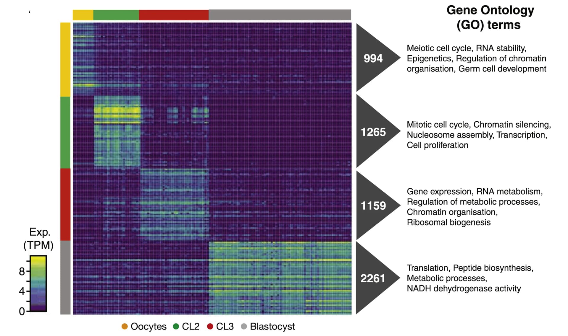 Open access visualization of Heatmap, Transcriptional Profile, Activated Genes, Gene Ontology